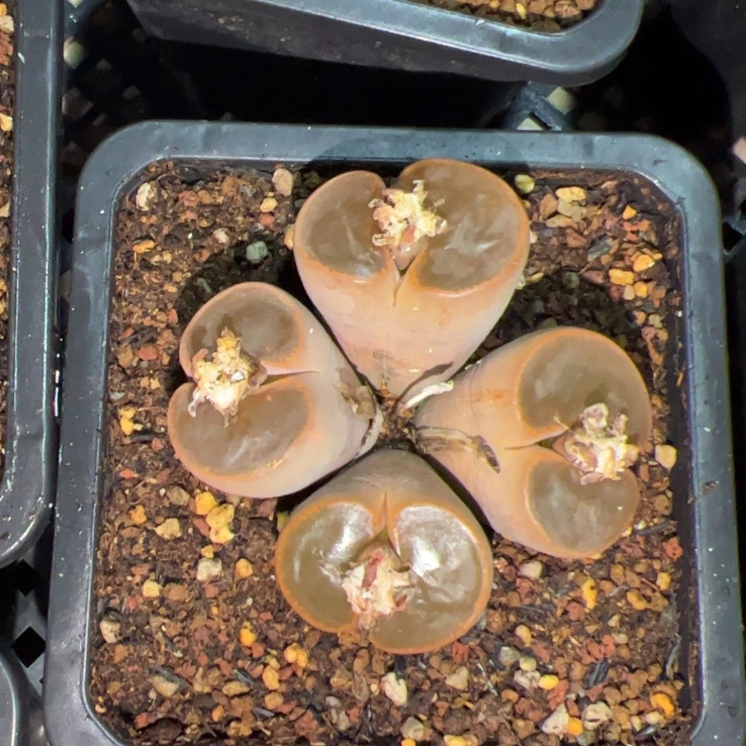 0286号紫薰 多肉植物