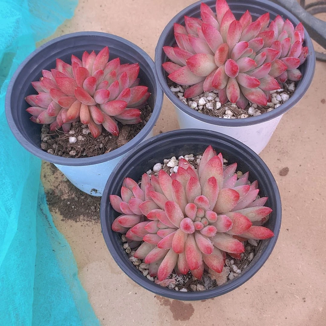 多头虞美人23455677899