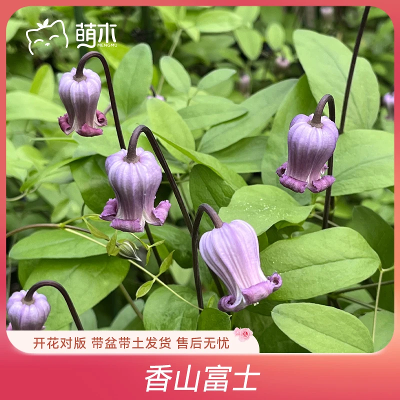 萌木郭姐【香山富士】铁线莲花爬藤植物花柱花墙盆栽基地花园