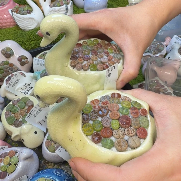 多肉植物福利冲1163