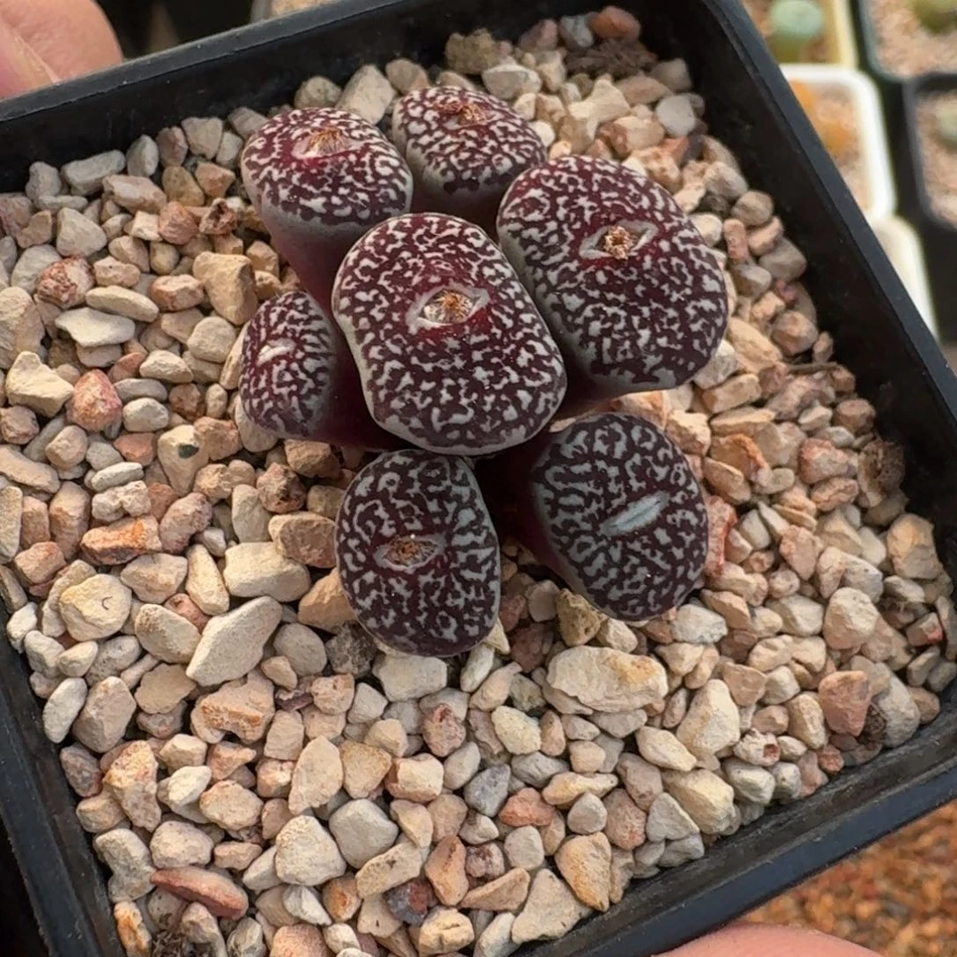 云缦精品番杏30.47 大型墨