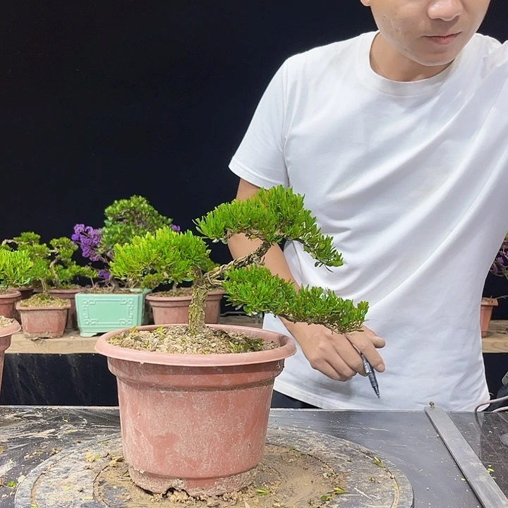春***开无花朵黄杨盆景土球发货