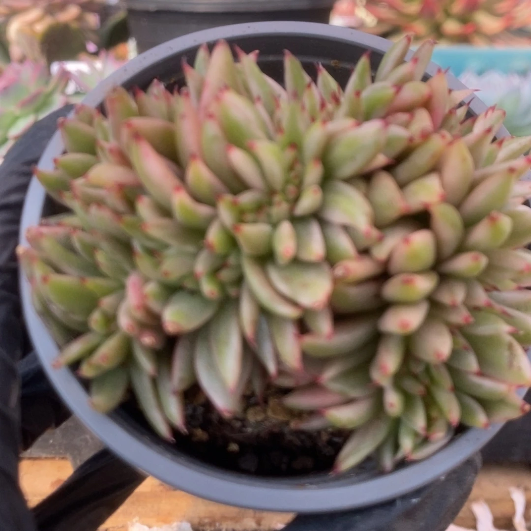 082艾克魂缀锦锦锦锦锦