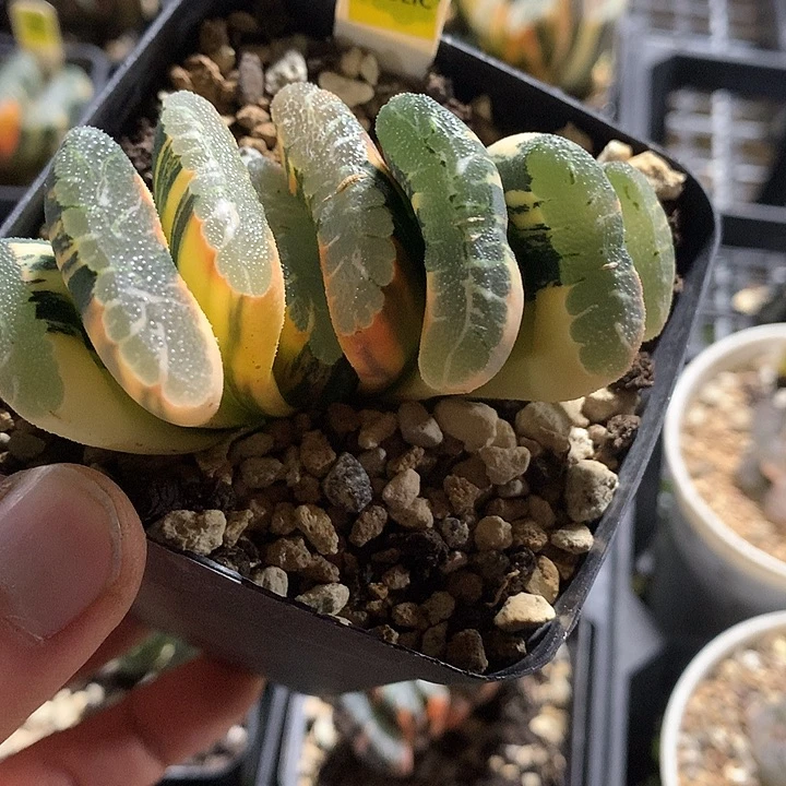 59玉扇锦福利福利福利