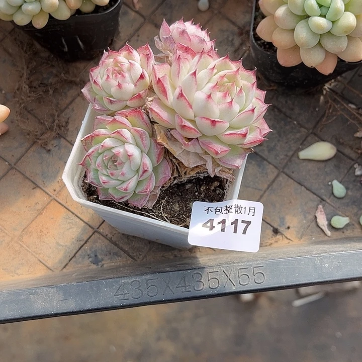 阿雅园艺。       4117