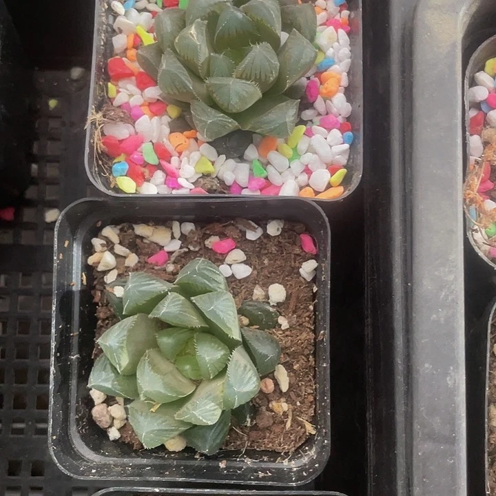 蓝鲸玉露带盆土发