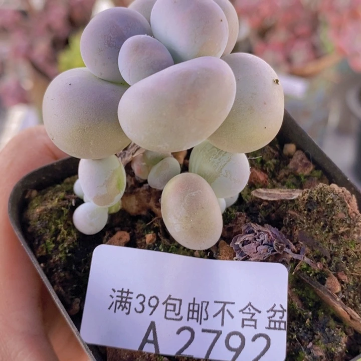 芭比奶洛5cm2792多肉植物