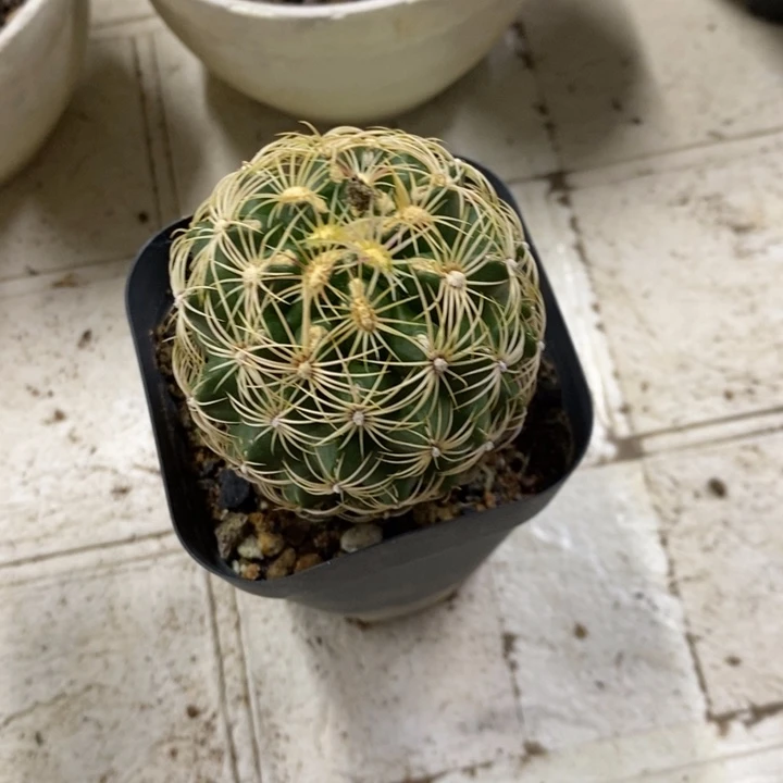实生密刺大统领特价2