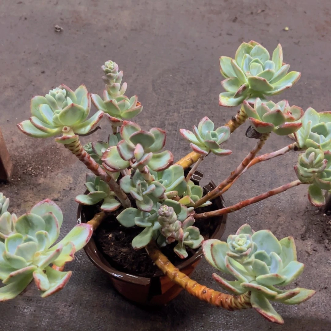 白月光多头大盆群，230杯