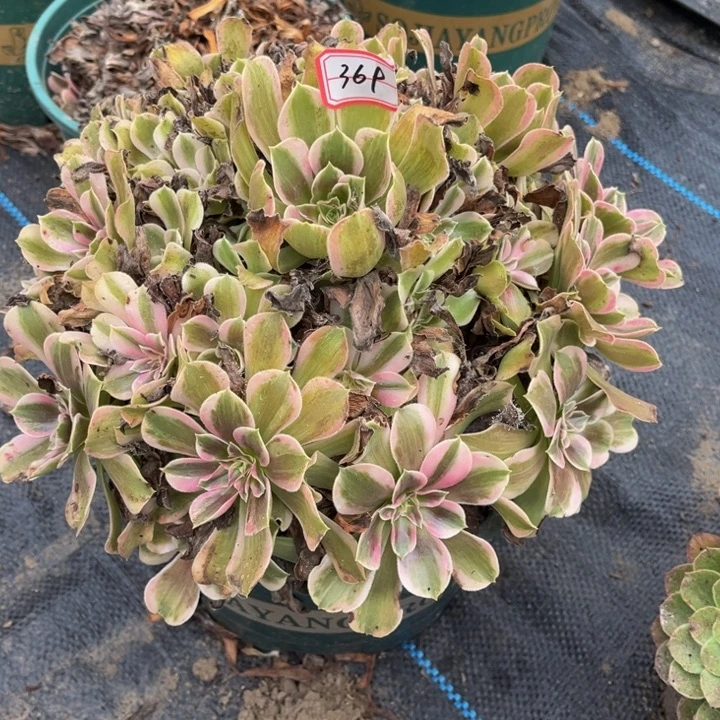 爱***子369男神多肉植物法师
