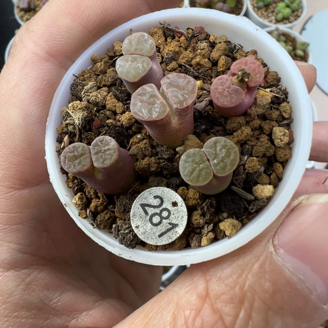 雪花磁铁一颗脱土2810000