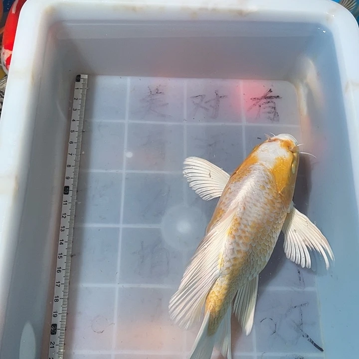 蝴蝶鲤鱼渔场直发40
