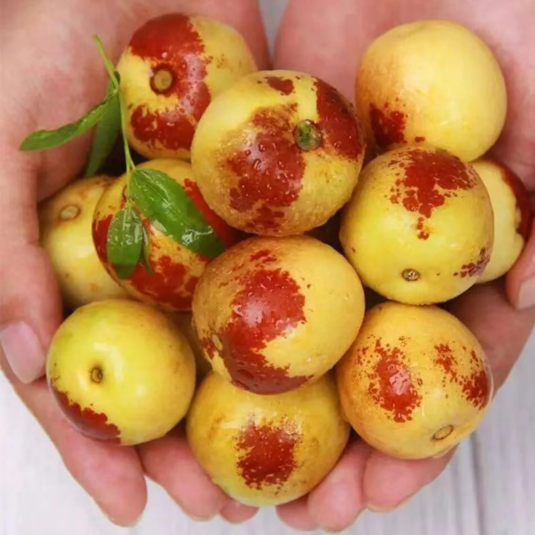 【京东包邮】冰糖脆冬枣脆甜可口当季现摘新鲜水果