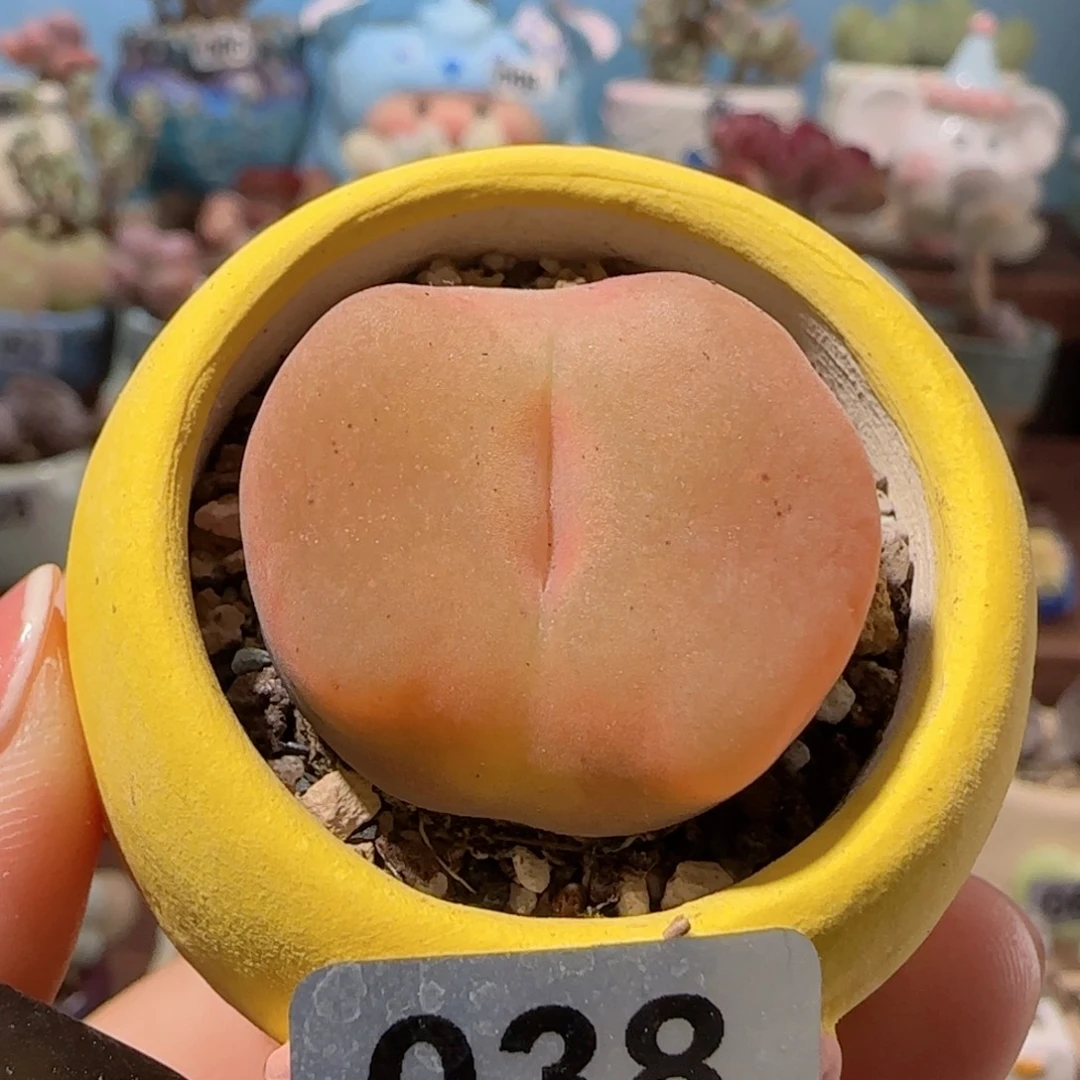 T肥肥大蟠桃盆口3cm