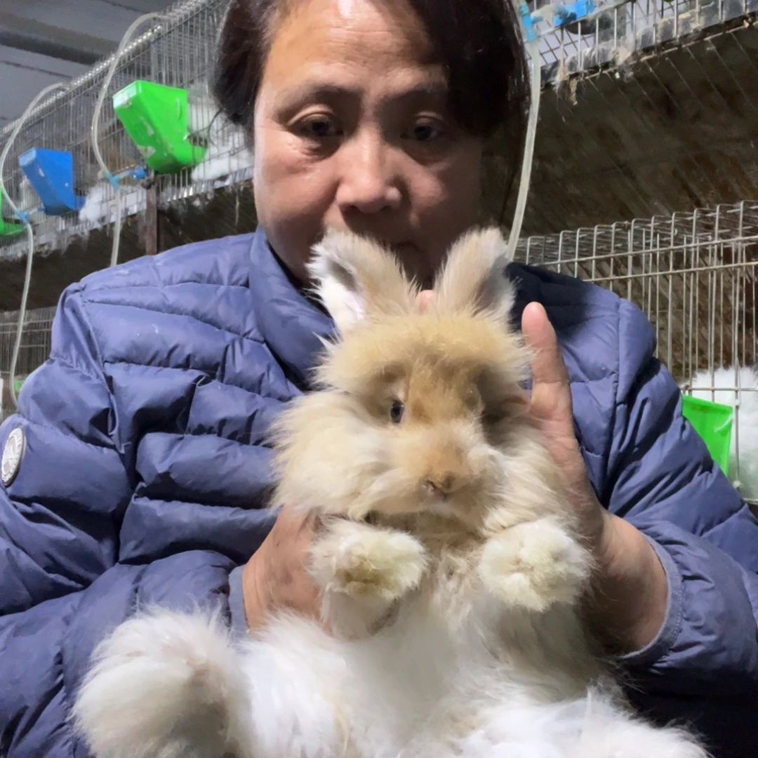 双血统英系安哥拉兔