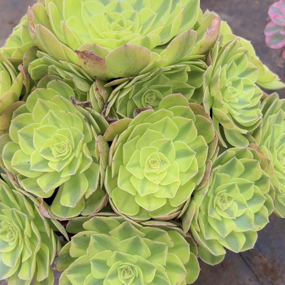 879，雨合多肉植物法师