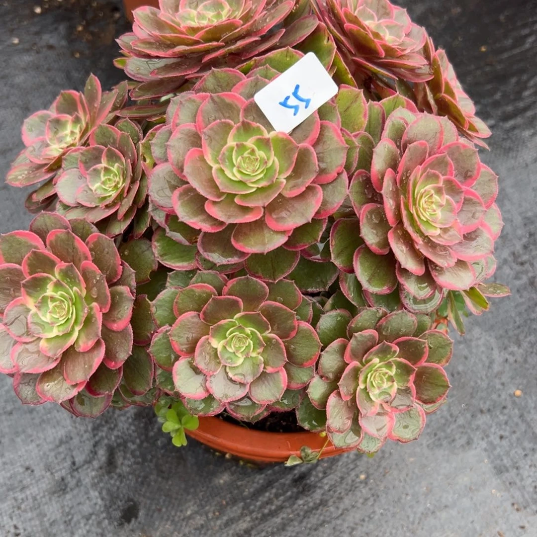 55夜宴朵朵多肉植物系