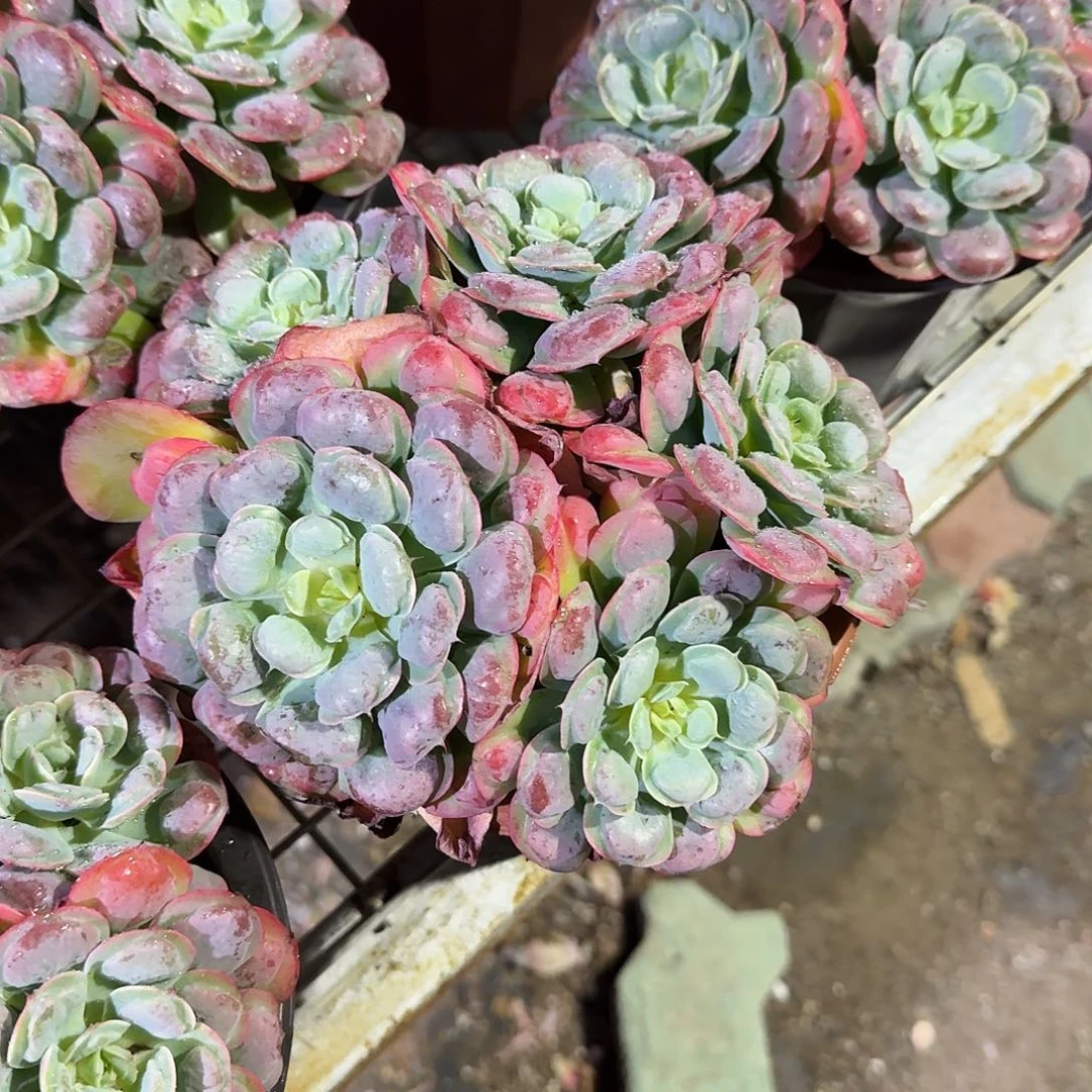 雨滴裙生多肉植物