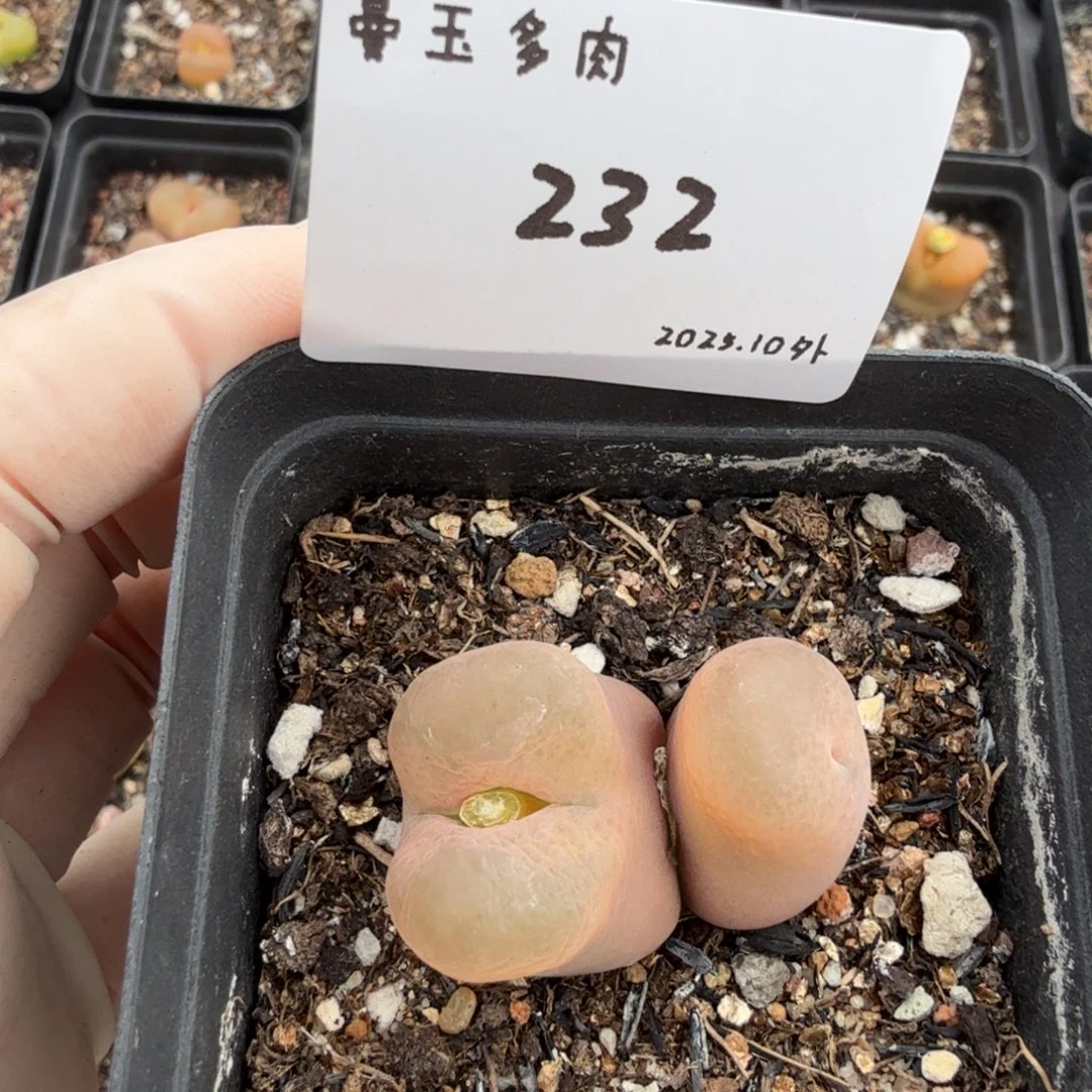 多肉肉多肉多肉10-232