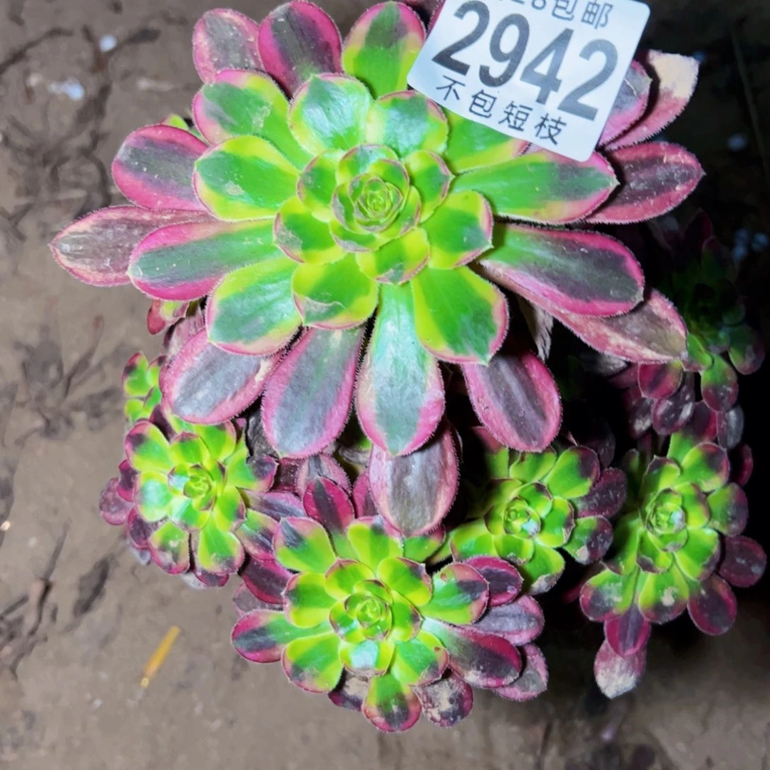 冰淇淋多肉植物2942