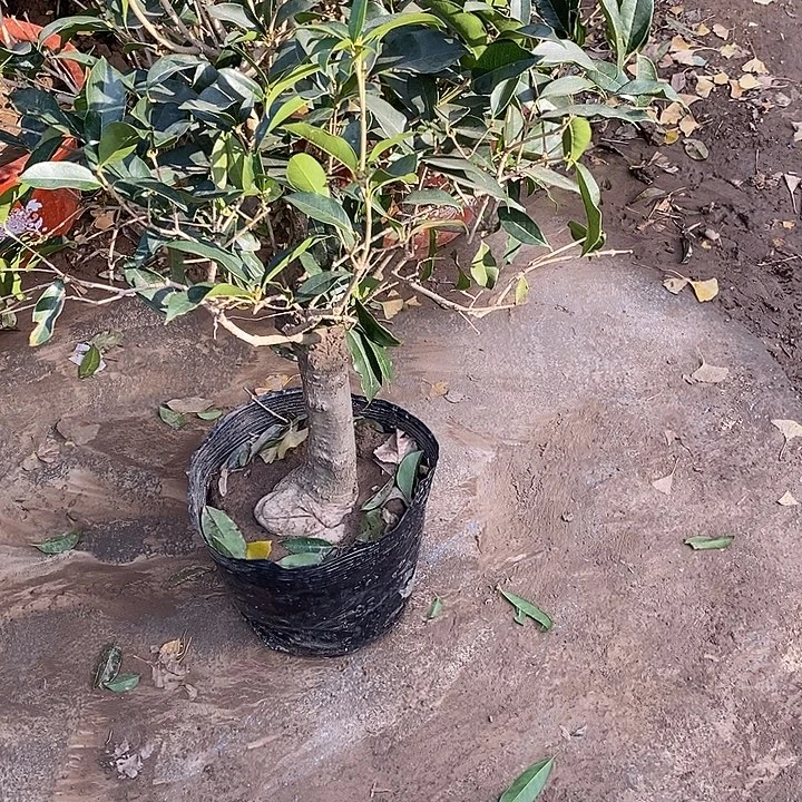 完全开放老月桂花