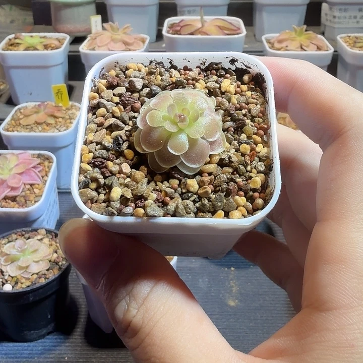 无花朵捕虫堇脱土发圆花弗洛里88231