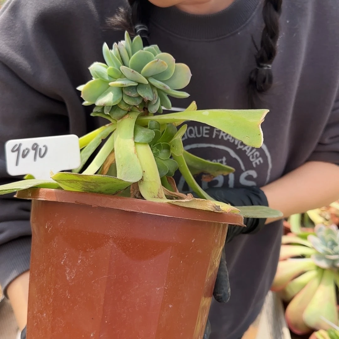 9090号48.8       肉