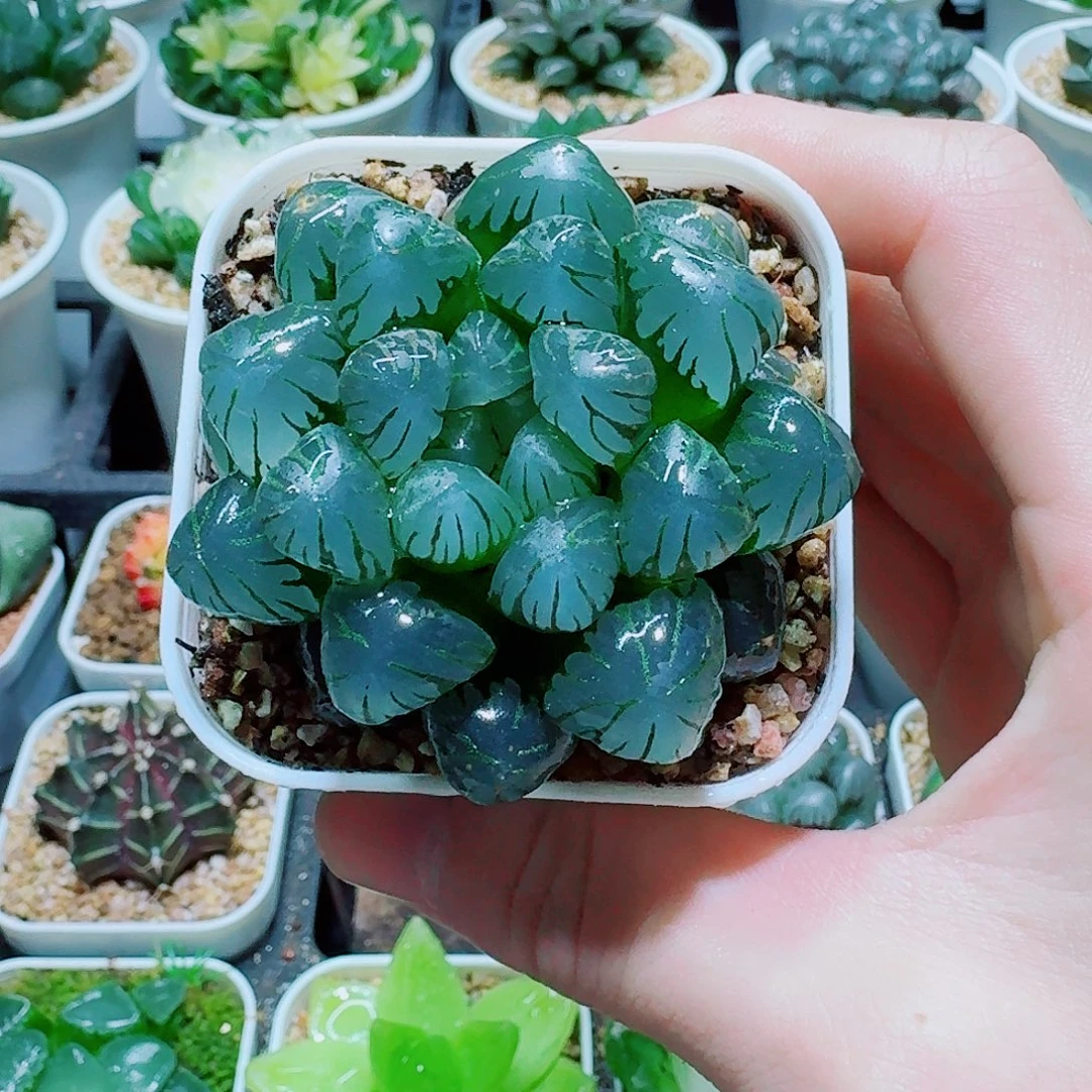 福利，潘氏冰灯，8.8，666