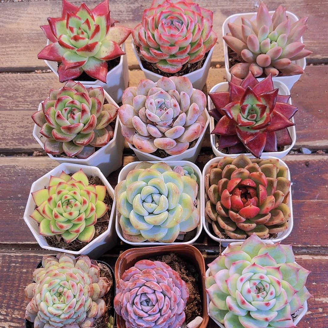 吉娃娃锦➕11盆111111111111