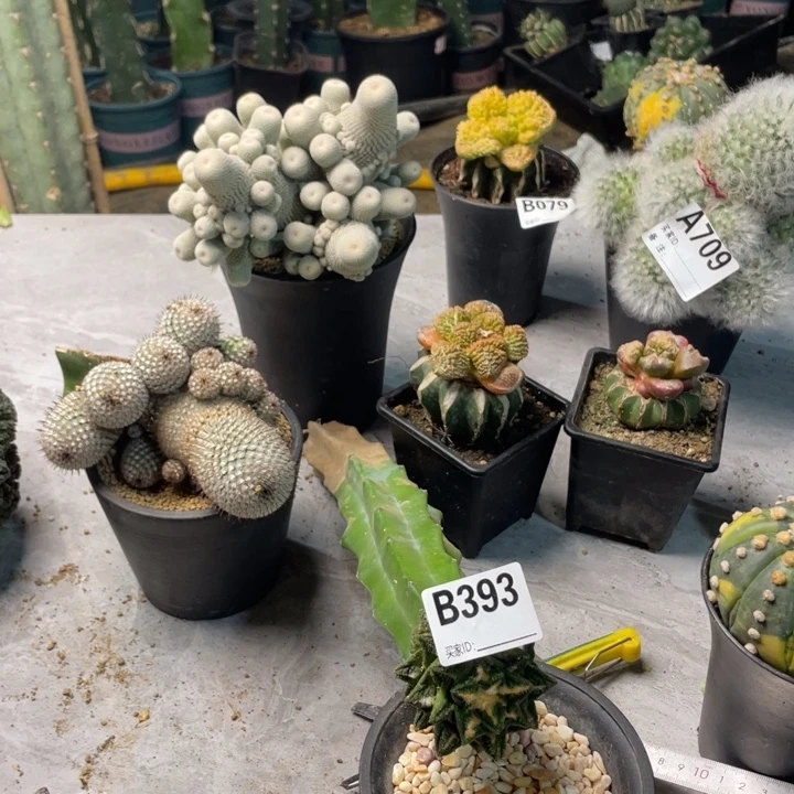 393博士辛顿仙人球