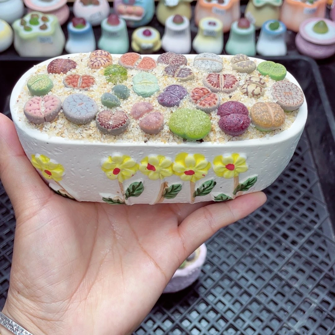 w8644 带盆土发货一物一拍