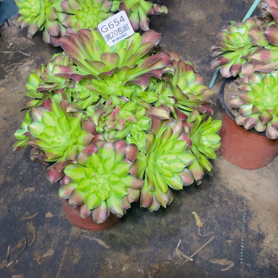 康*654韶华多肉法师