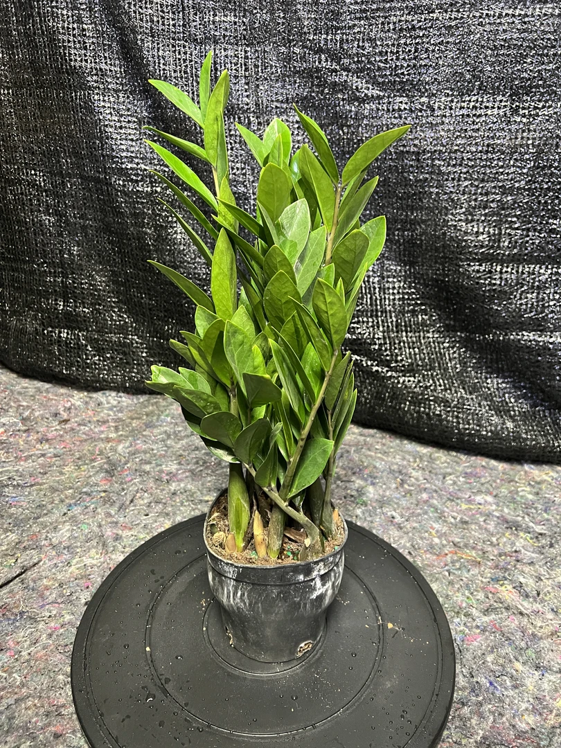 金钱树培盆栽四季常青可驱蚊净化空气适合室内摆放