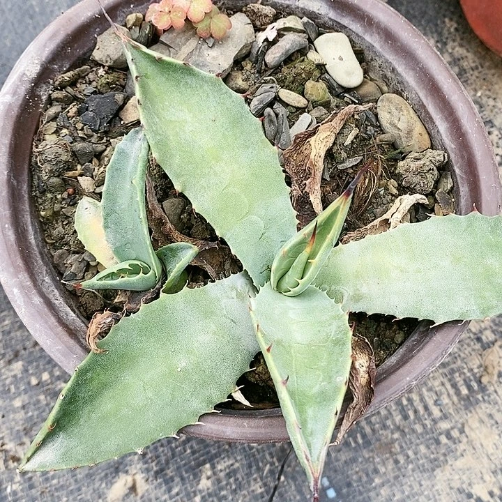 【闪购商品】无花朵泡***高龙舌兰煞威原始种