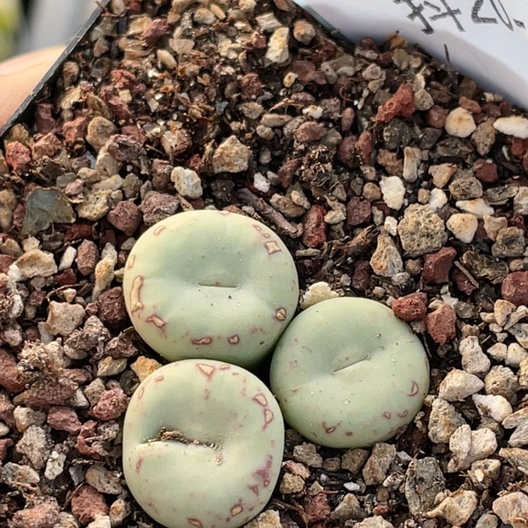 20-102嘴多肉植物肉锥