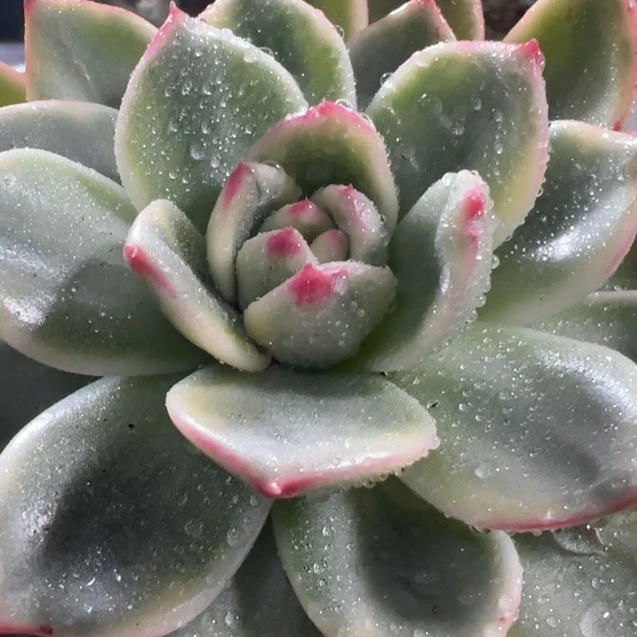 蔚蓝乌木锦多肉植物