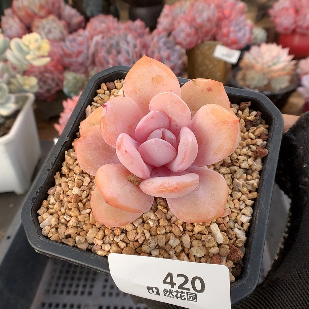 420奶茶多肉植物6666
