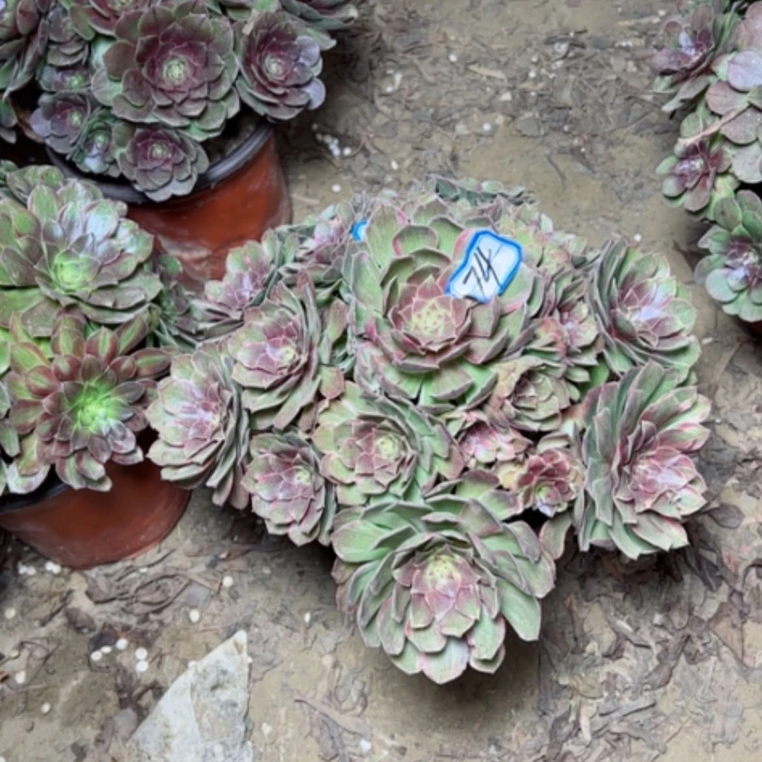 【闪购商品】缤分秋色74