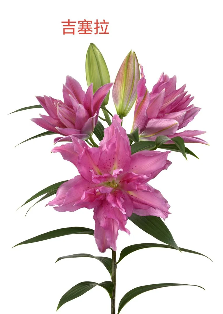 【大聪明卖花】吉赛拉重瓣百合云南直发鲜花家居水养鲜花花束客厅