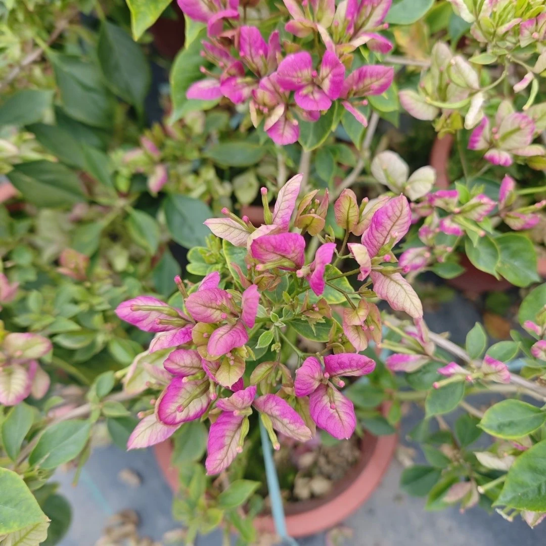 抹茶 三角梅大苗好养易开花花卉基地  不带花