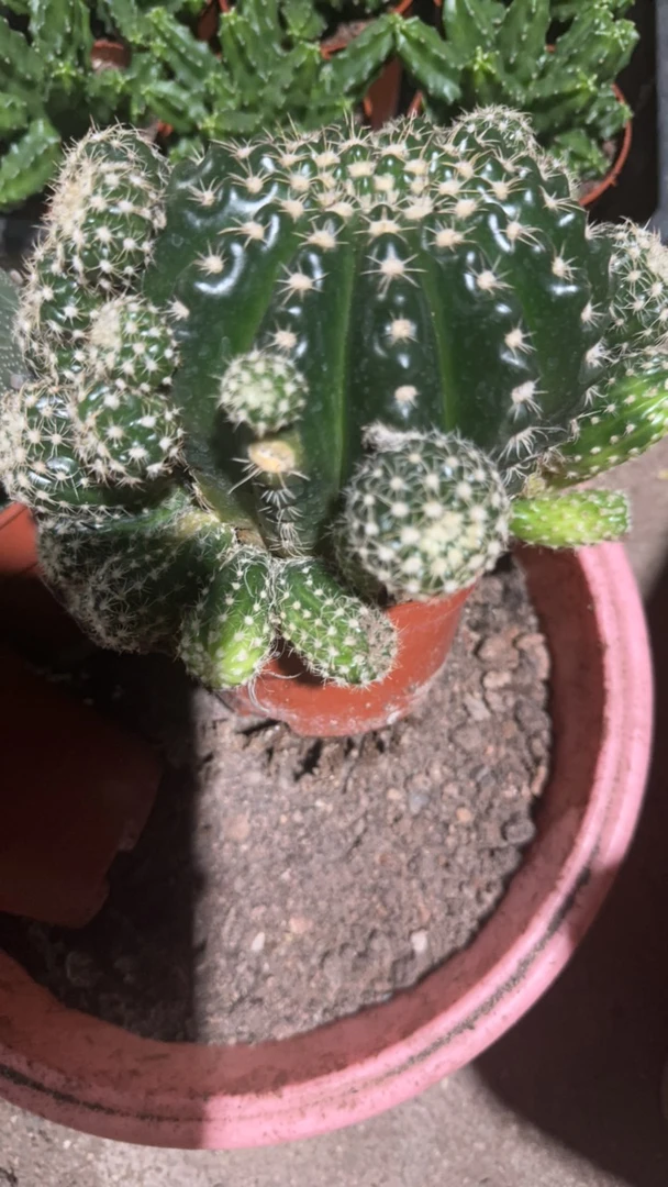 一行园艺【眩美玉】1颗保9公分