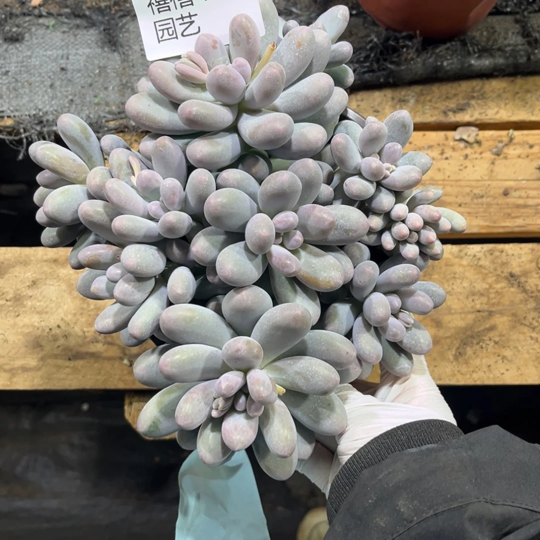 芸***妹460汤圆群多肉植物，和