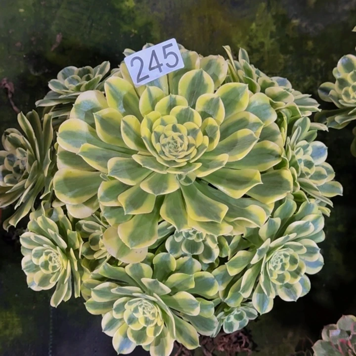 0000000000245绿豆沙多肉植物