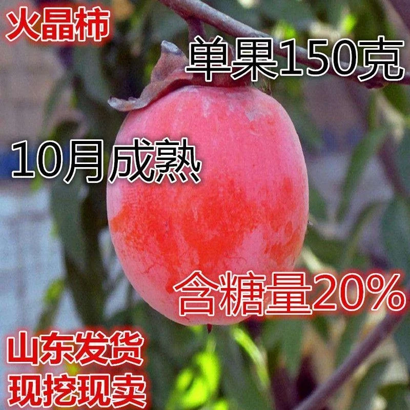 正宗火晶柿子树苗水晶柿子树苗嫁接柿苗地栽苗红灯笼柿苗当年结果