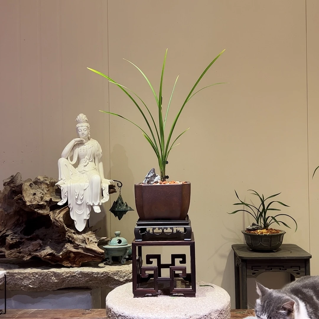 大部分花苞少量开放红福