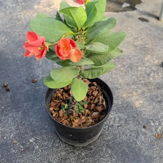 白***薇完全开放金辉直播间一物一拍