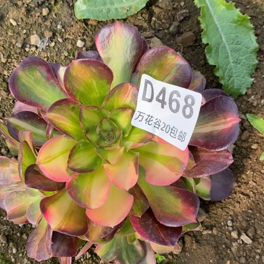 468绍修七彩多肉植物
