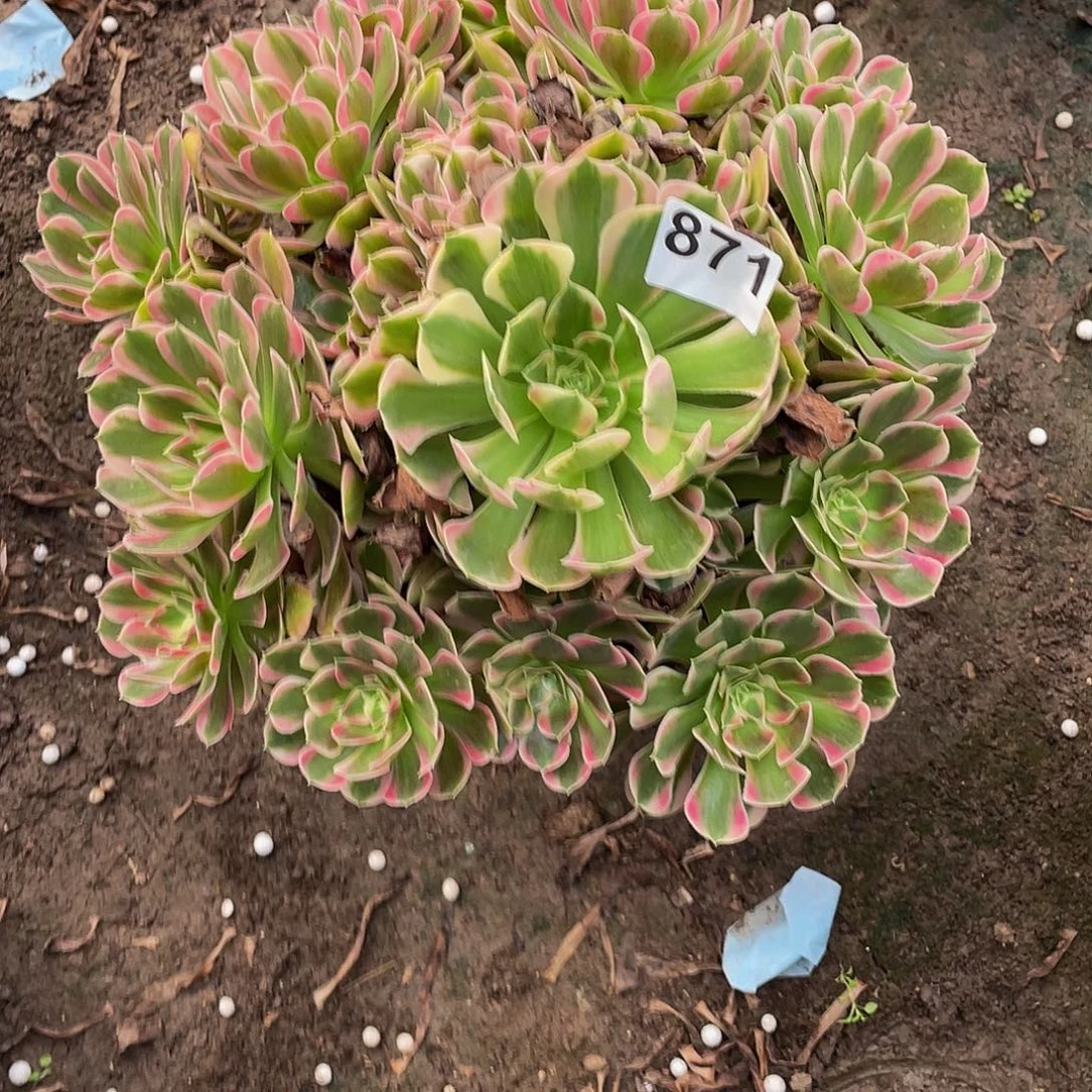 多肉法师871号花样发货不包损