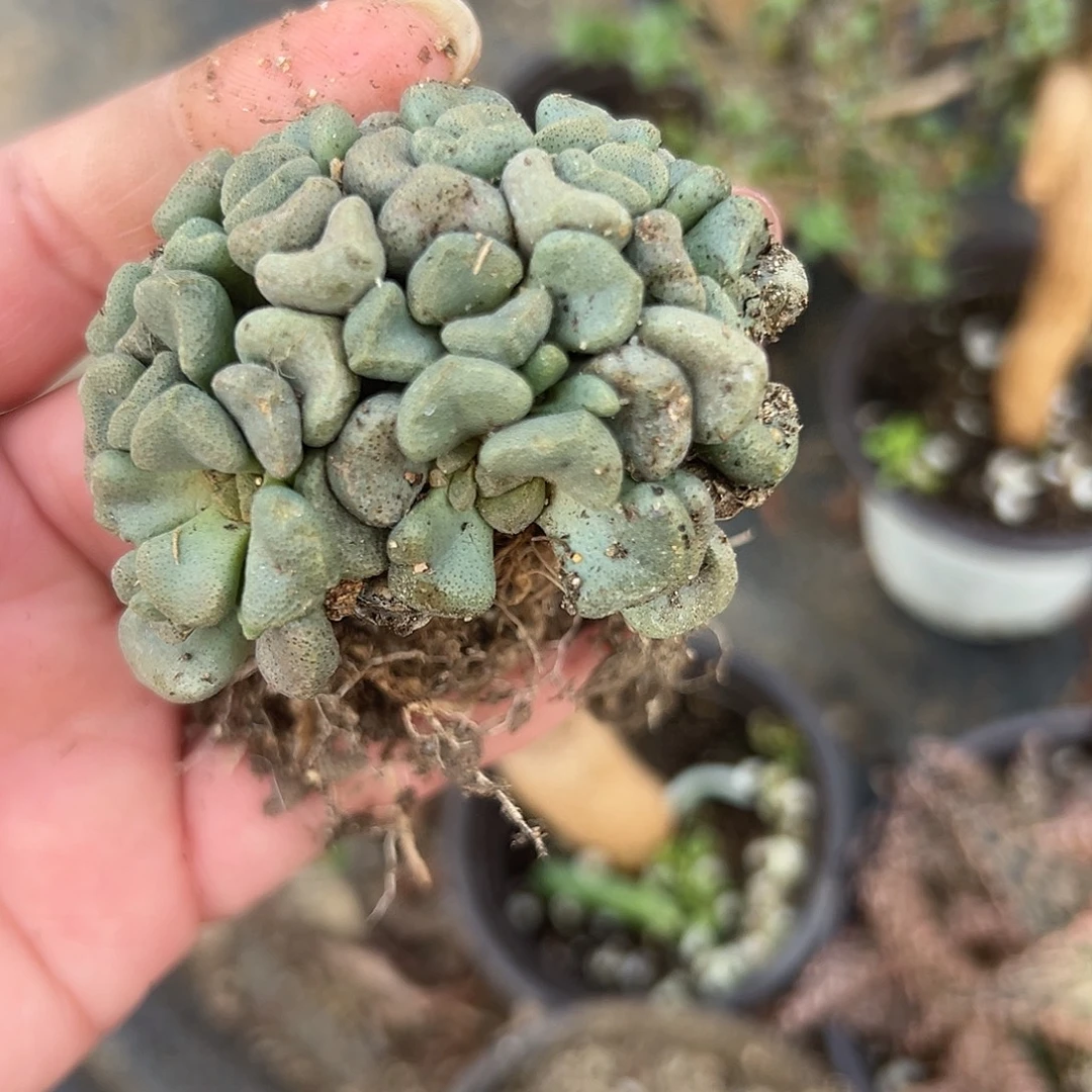 多肉植物唐扇开花