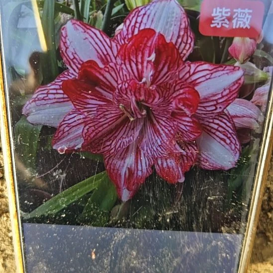 完全开放紫薇2厘米+